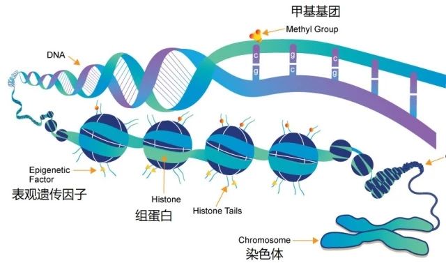 什么是基因表达调控 56398edbaef5edb3406002ae1b98ffe63e010008.jpg