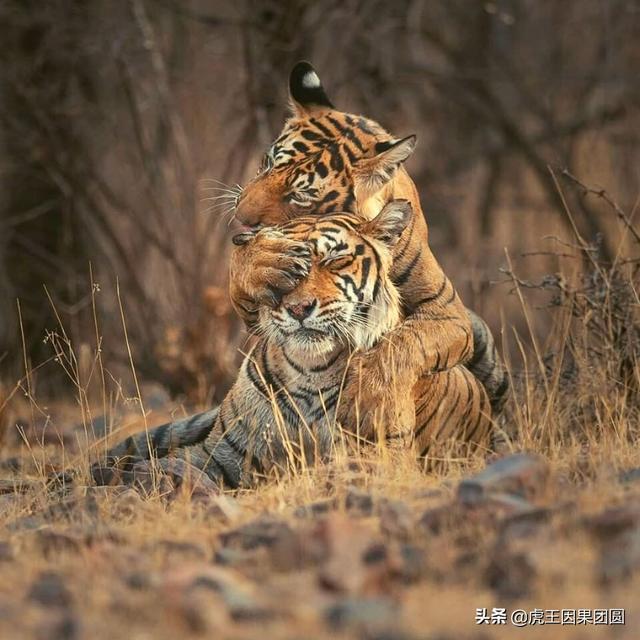 世界上最著名的老虎保护区,曾差点被彻底断送,只因三哥的迷之操作!