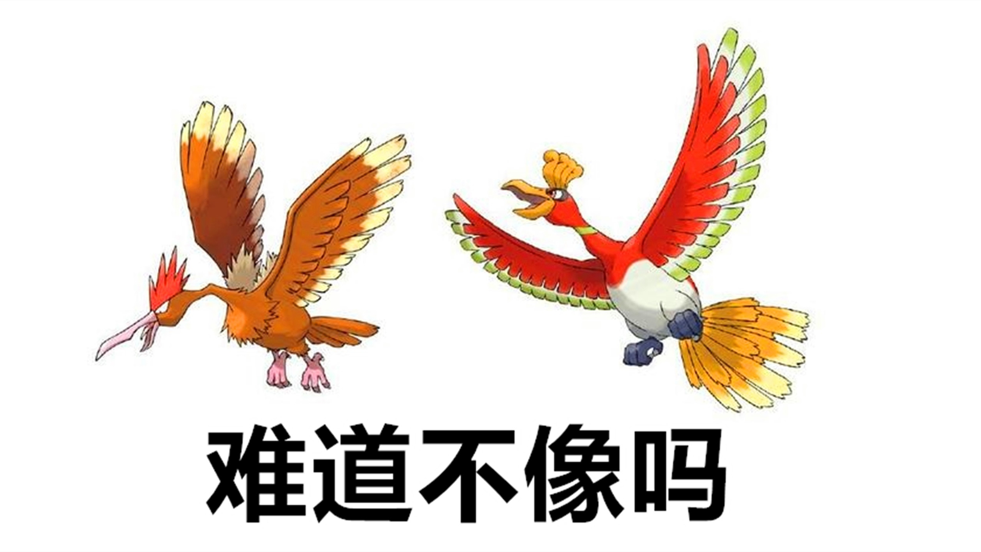 大嘴雀 为何一度被认为是凤王的远房亲戚