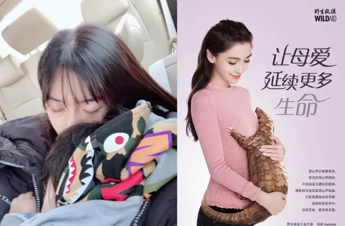 baby拍公益广告呼吁"拒用穿山甲通乳", 因文案失误惹争议