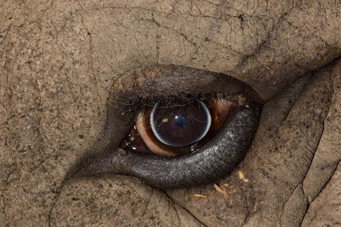 the eye of   southern white rhinoceros 南部白犀牛之眼 (ceratothe