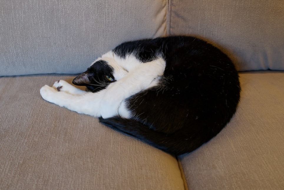 小猫怎么样是生气 56c8911950d431d46d31aae91c5edec6dd860cd8.png