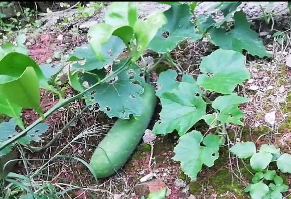 夏天开胃菜,凉拌酸辣毛瓜