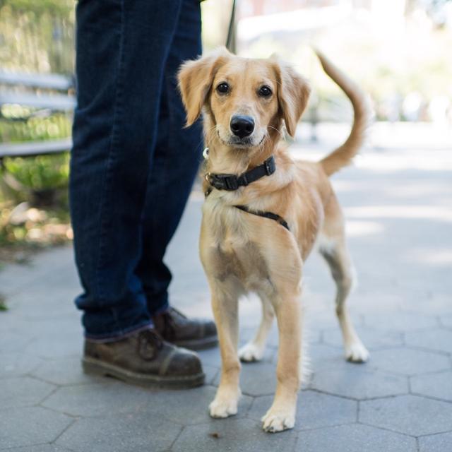 都叫金毛,小一个size就是完全不同的狗狗,带你认识迷你黄金猎犬