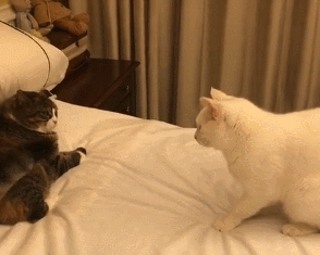都在劝我养公猫,养了之后发现,
