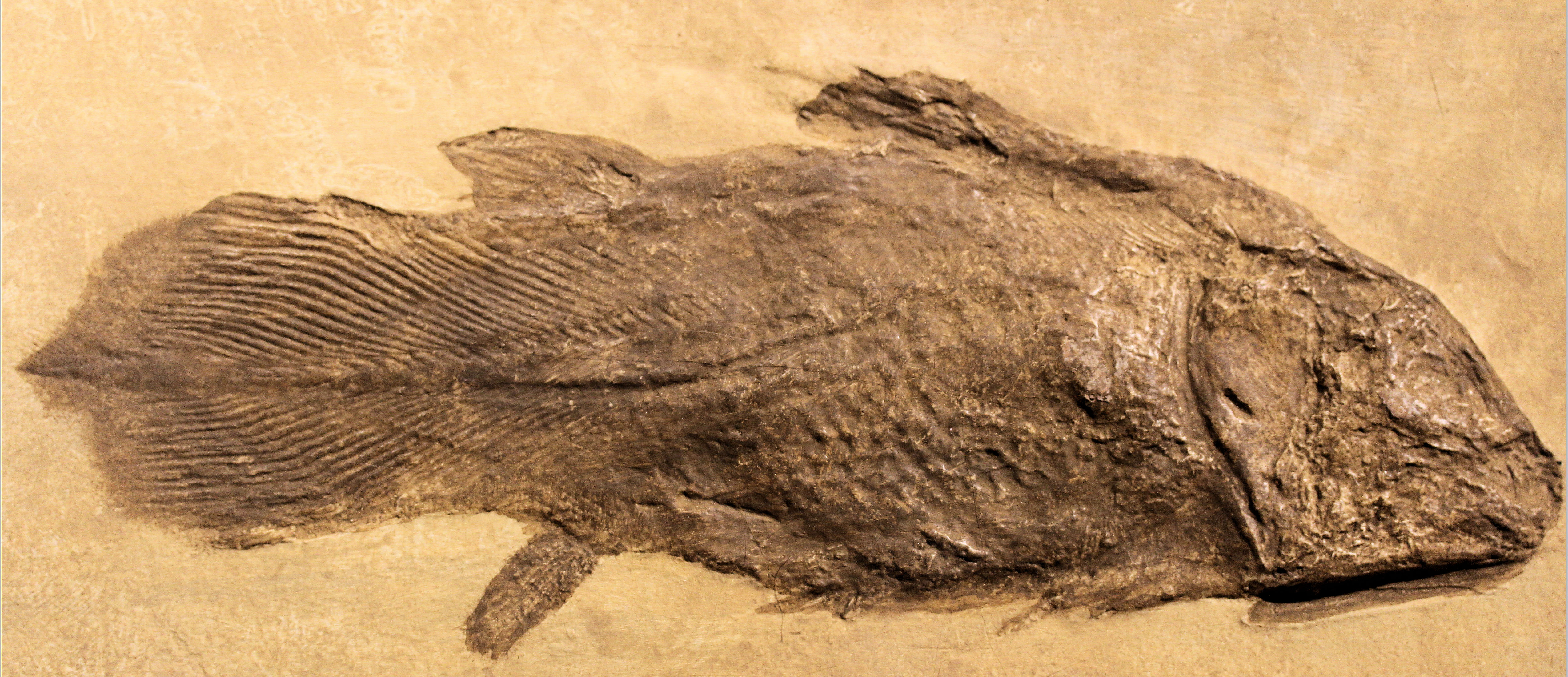 右边一群小鱼,其实是空棘鱼(coelacanth ),这个可是真活化石,至今任然
