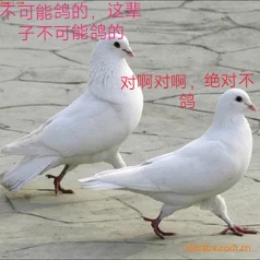 信鸽鸽子市场视频 5718ffc0a15f3edffbc763b0ab5f1140141bb61f.jpg