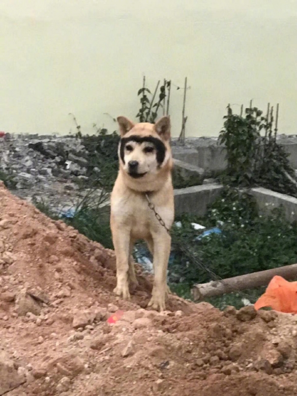 土狗杀了只二哈,剥下它的脸皮做面具