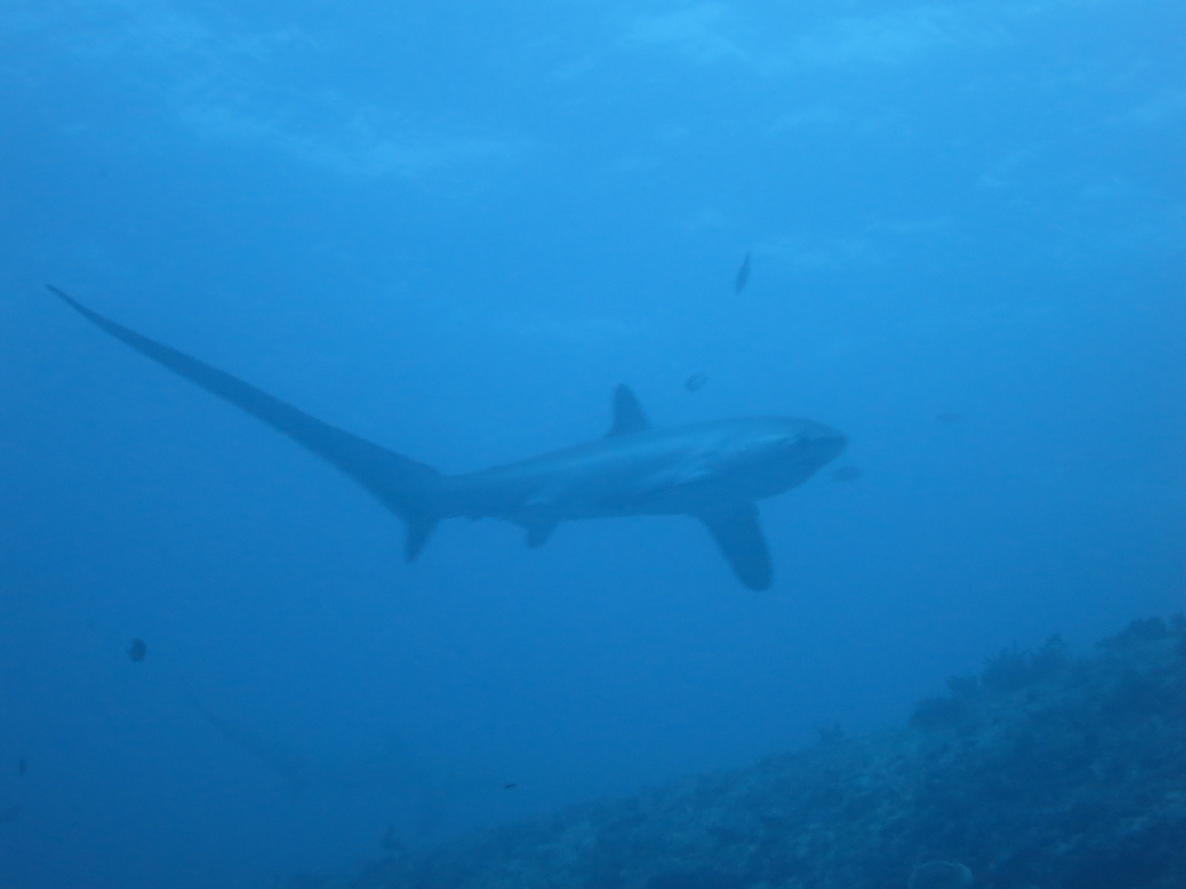 长尾鲨 thresher shark