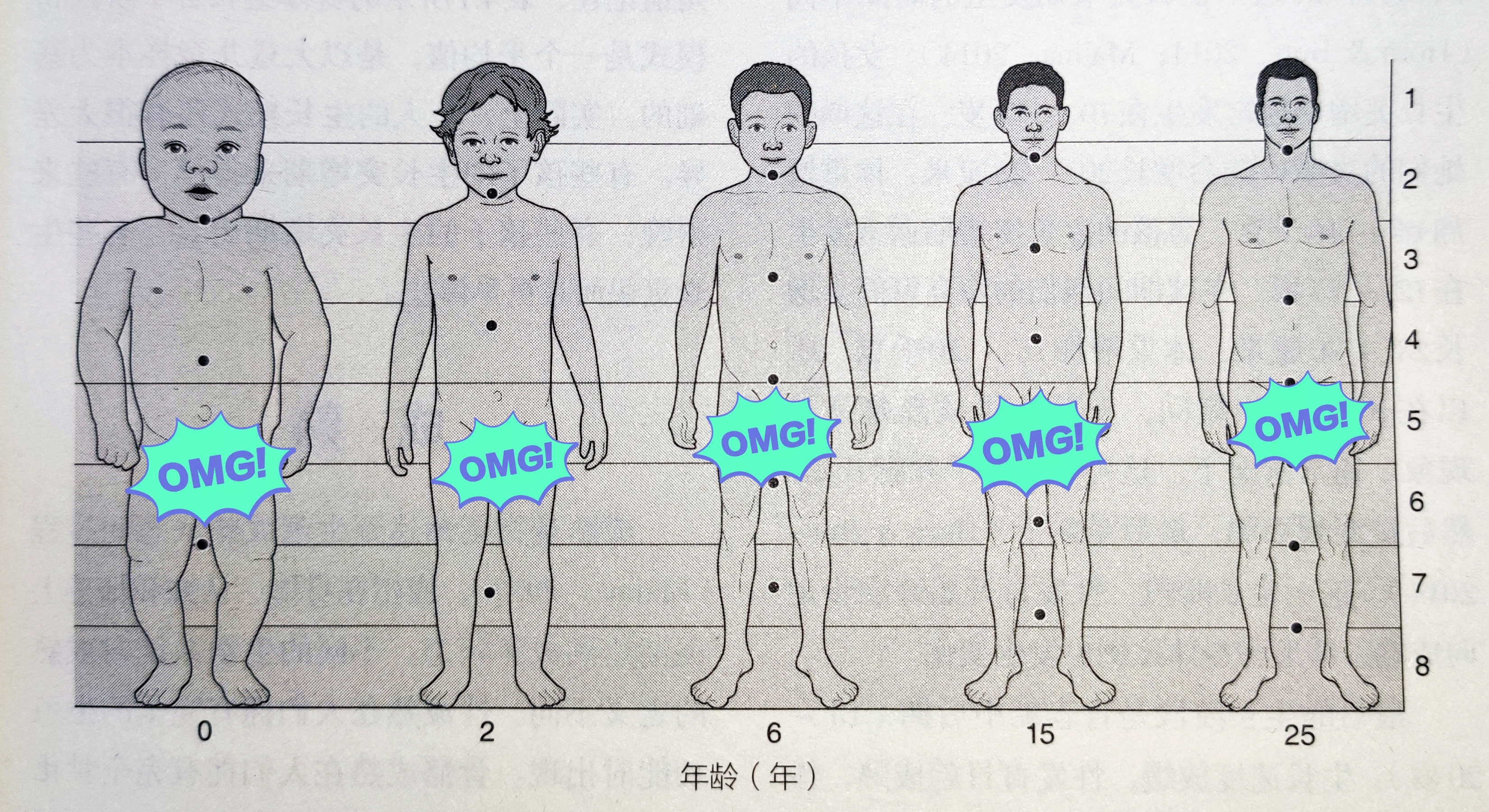 图2 身体比例随年龄的变化