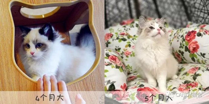 选猫科普你对布偶猫了解有多少