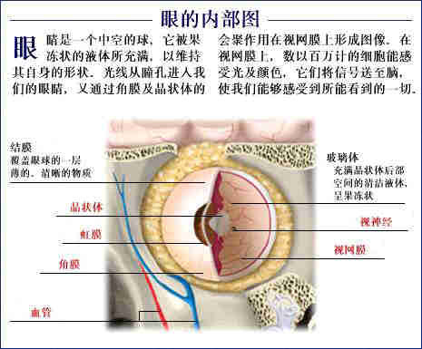 史上最全的人体(组织器官)全图