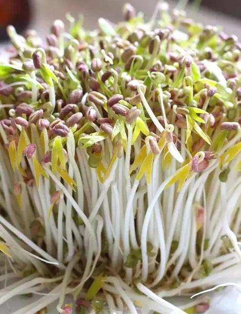 豆芽不用去街上买了教你自己在家生豆芽不烂也不干清脆好吃