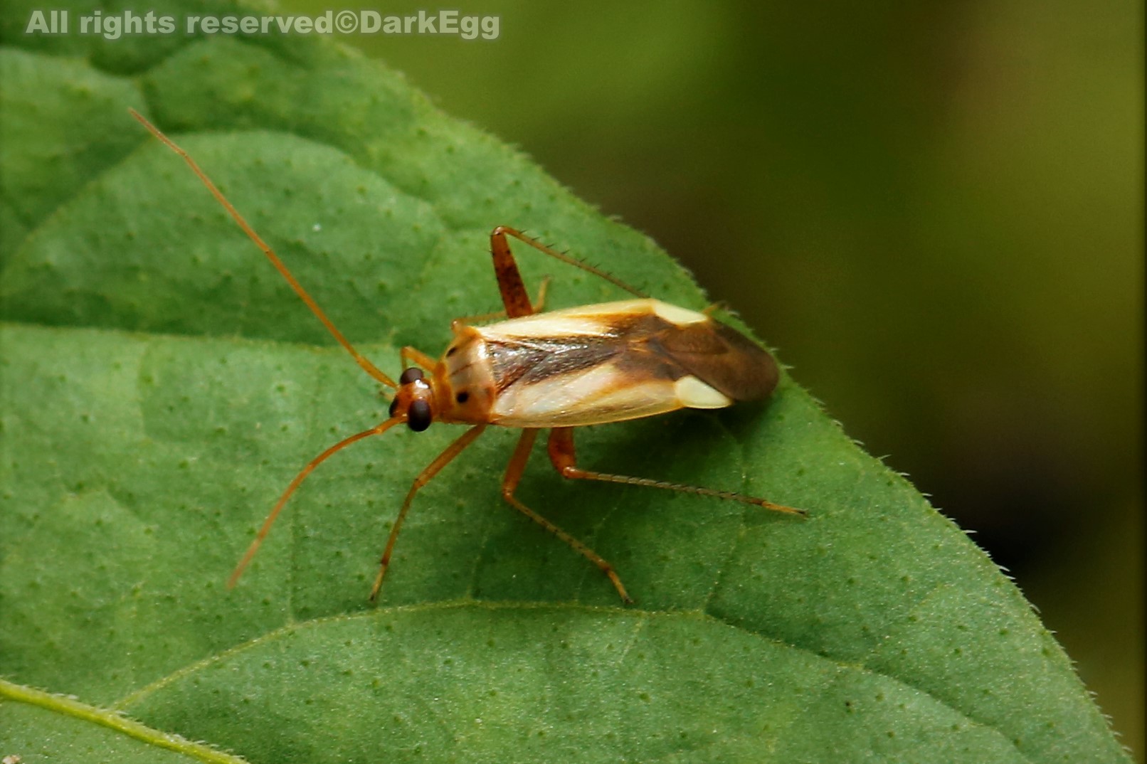 中黑苜蓿盲蝽 adelphococris suturalis