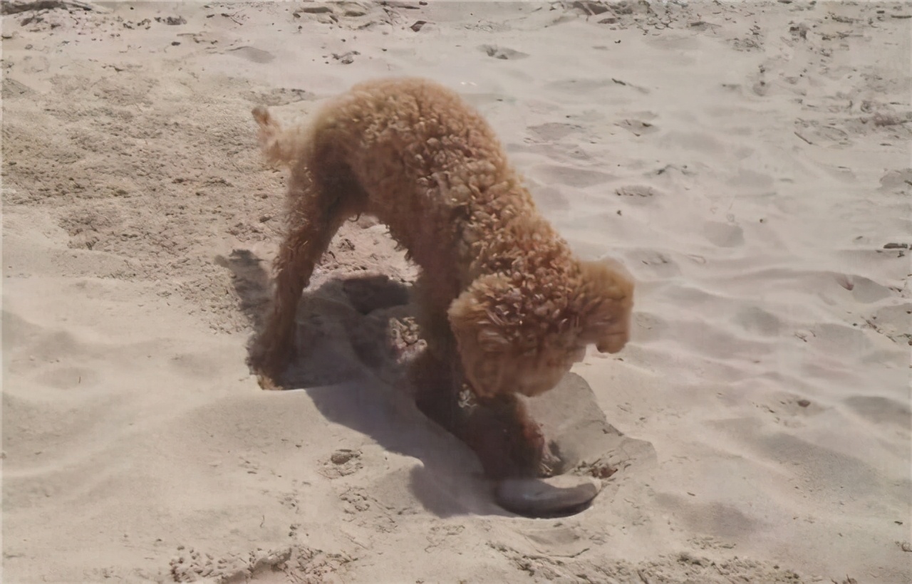 贵宾犬去世前的5个表现多陪陪狗狗吧