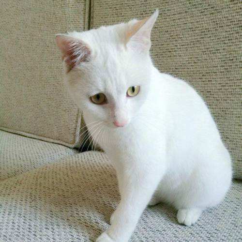 白猫品种