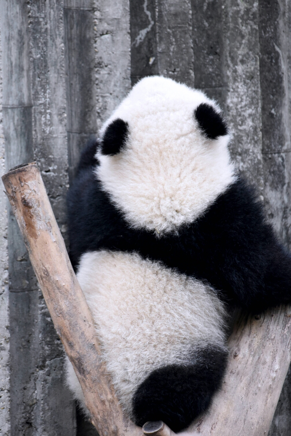 下面我们就来看看萌萌哒的熊猫宝宝们的萌萌哒的背影,完全让人萌出血