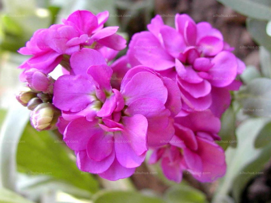 一月双生花——紫罗兰与鹤望兰!