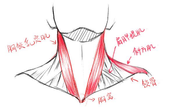 脖子和肩膀的主要结构