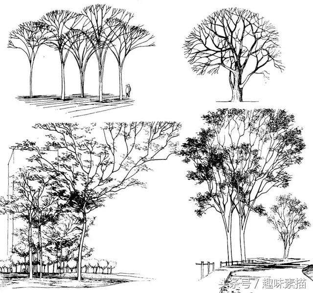 练完这些植物手绘，麻麻再也不用担心我画不好风景速写啦!