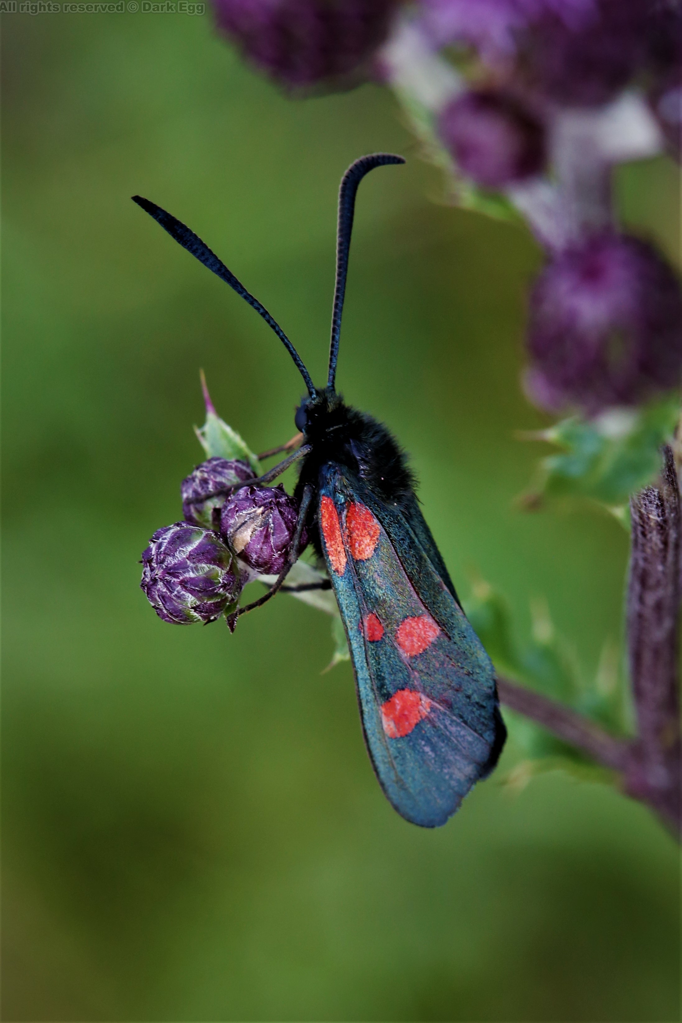 窄边五星斑蛾 zygaena lonicerae