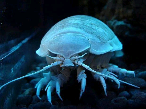 (第二期) 胆小虫基于深海生物大王具足虫.