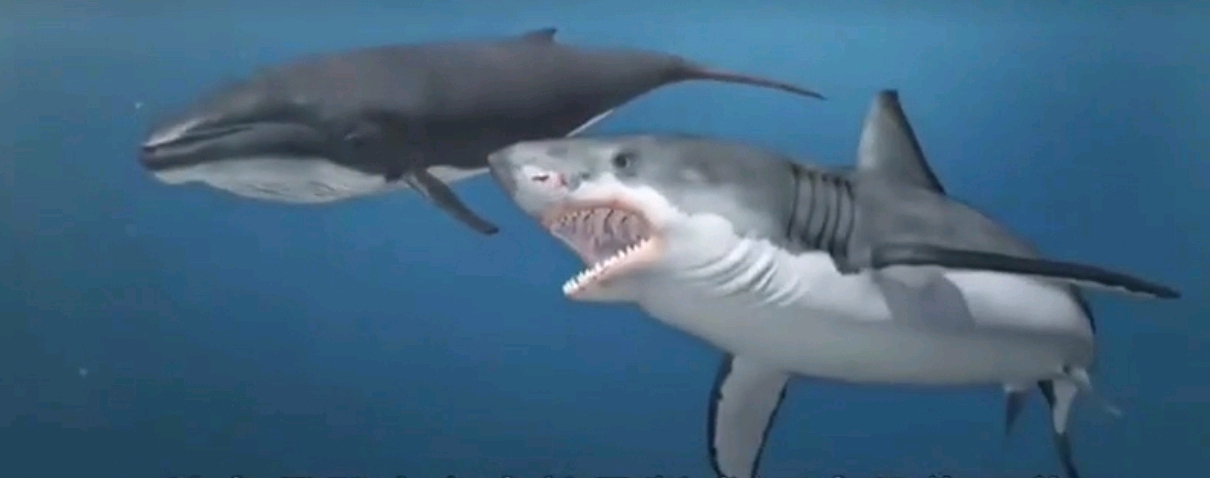 狭齿拟噬人鲨
