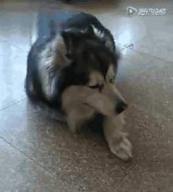 动态沙雕猫猫狗子表情包