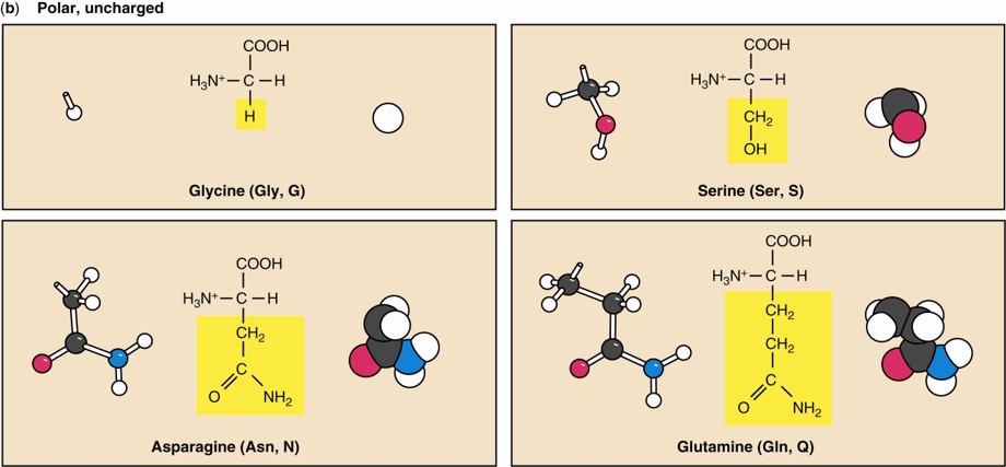 第四章《amino acids and the peptide bond》