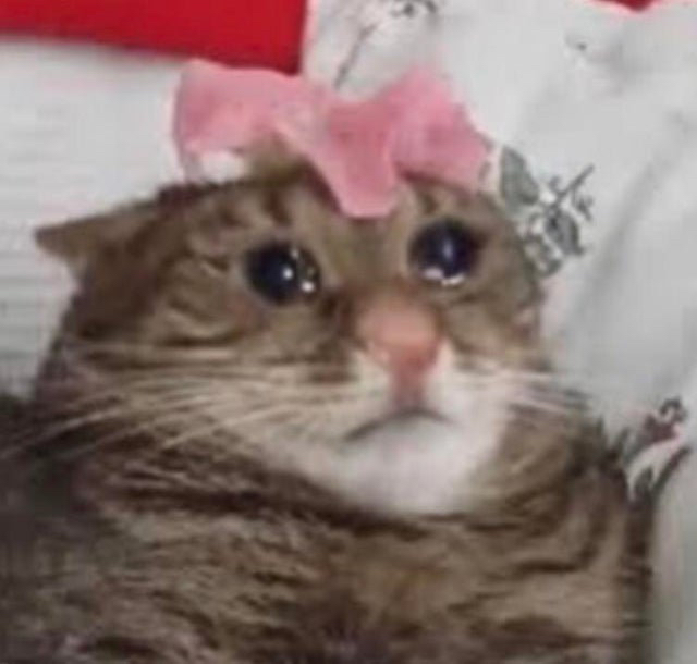 流泪猫猫头表情包最全