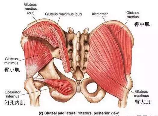 臀中肌后部位于臀大肌深层,是生活中走路站立保持良好姿势的重要肌肉.