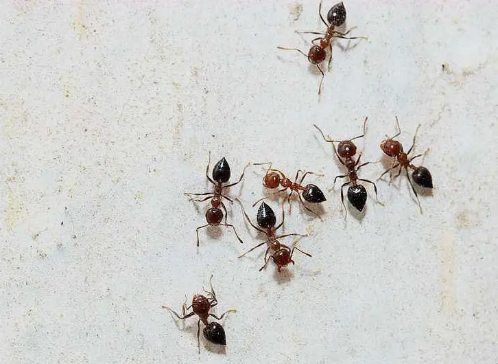 消灭蚂蚁最简单有效的办法