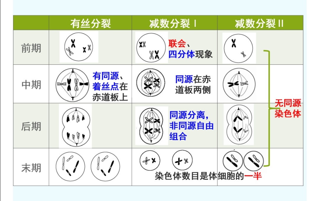 高中生物减数分裂和有丝分裂的区分,相关知识点总结,学习干货