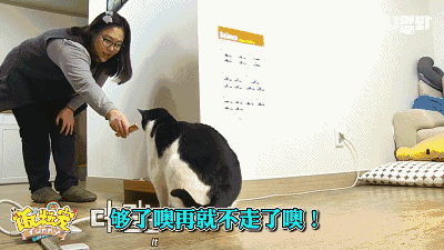 13kg的喵被误以为是怀孕,欲哭无泪!人家是公猫啊! - 哔哩哔哩