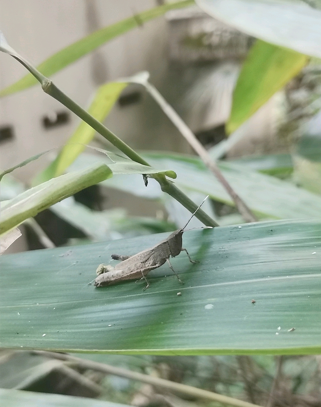 成虫翅膀比较短,飞行能力不强,这也是明显区别于其他佛蝗的一个特征.