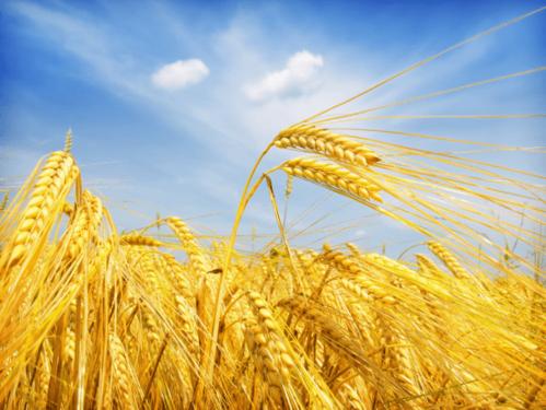 5bb8d56faae9479f3302e063f705f2d07407e08b.jpg
