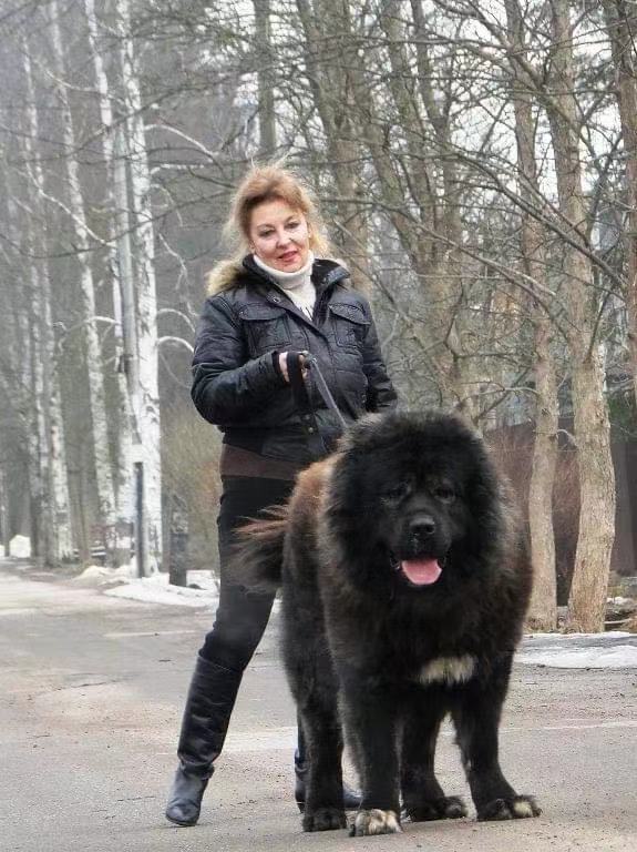朋友问我有没有900斤高加索犬高加索犬有多大呢高加索犬最大多少斤