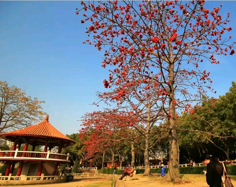 舒婷《致橡树》