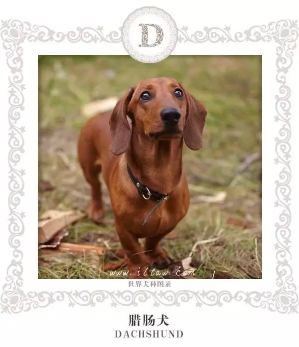 腊肠犬