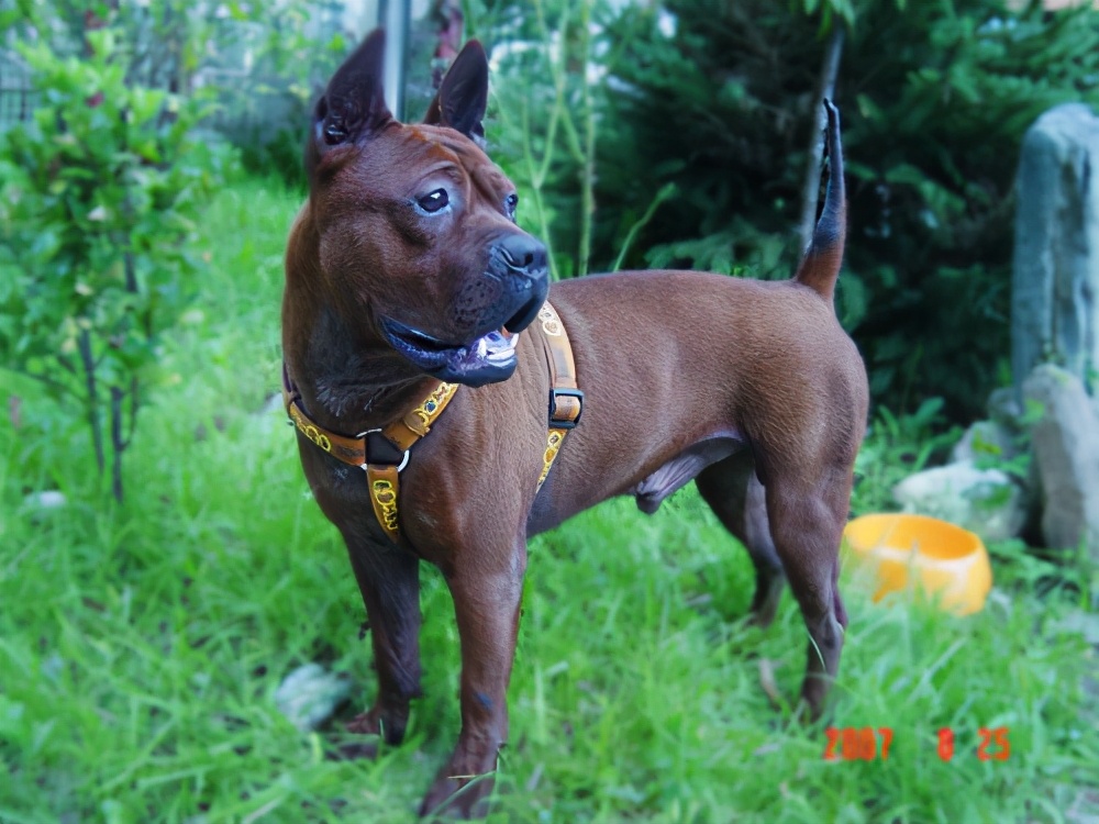 川东猎犬又名重庆犬,是四川本土的猛犬品种.