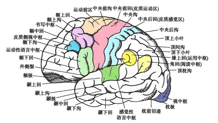 大脑皮质区功能