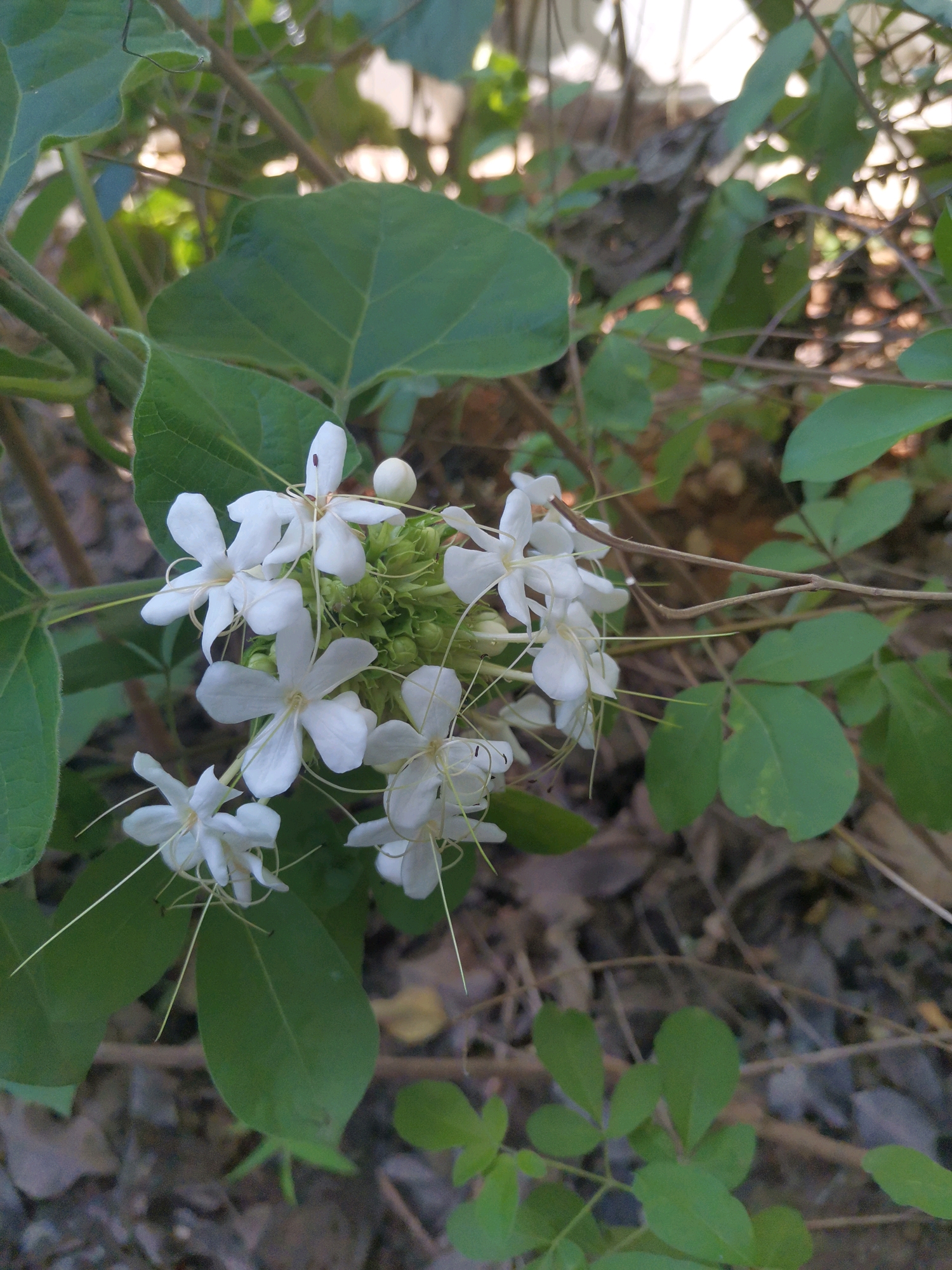 解药——宾蒿(白花臭牡丹)