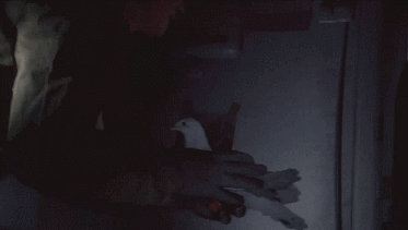 战地1单人剧情中的信鸽