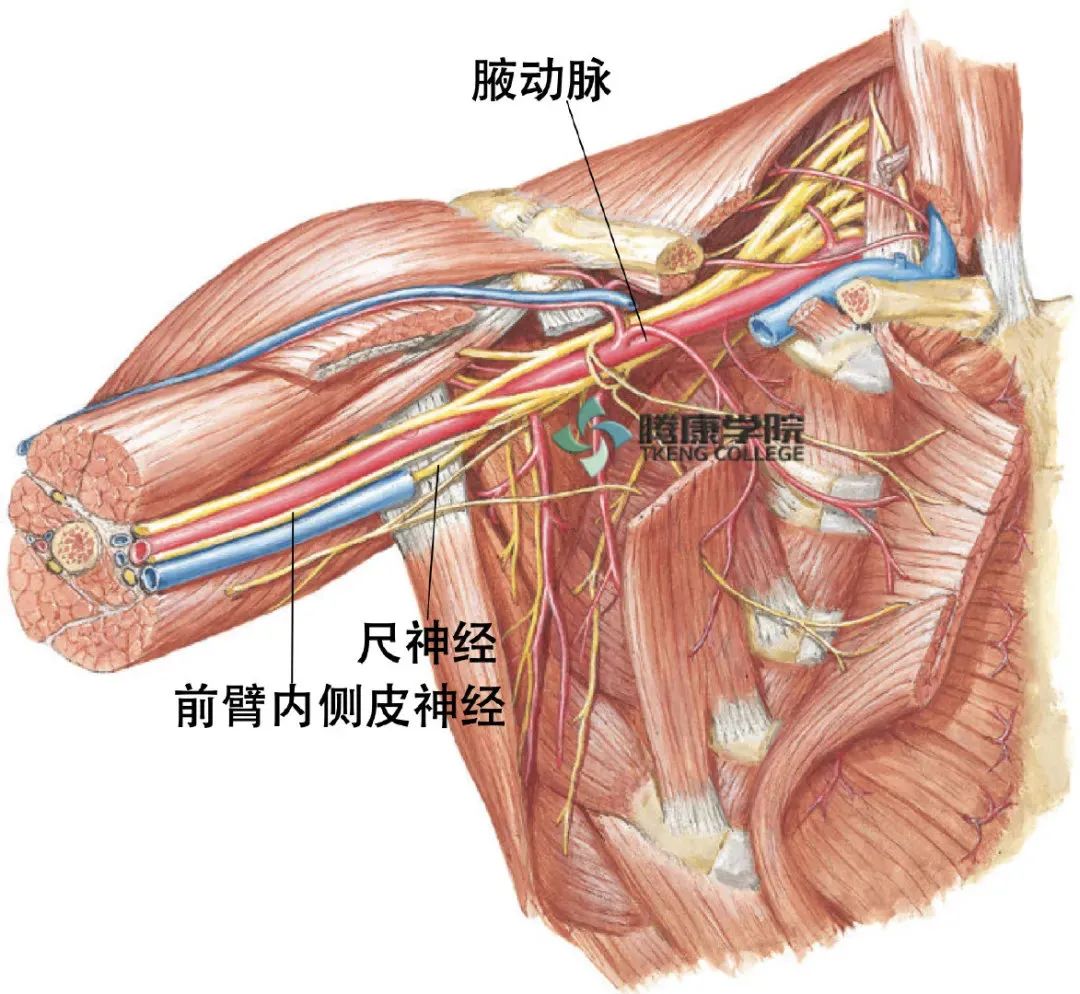 在前臂和上臂尺神经支配尺侧腕屈肌和指深屈肌三四部分(环,小指).