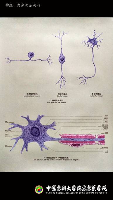 中国医科大学霍琨老师解剖课视频超详细讲义之中枢神经系统一