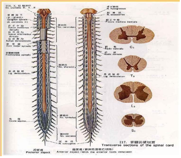 脊髓损伤是什么它与马尾神经损伤是什么关系