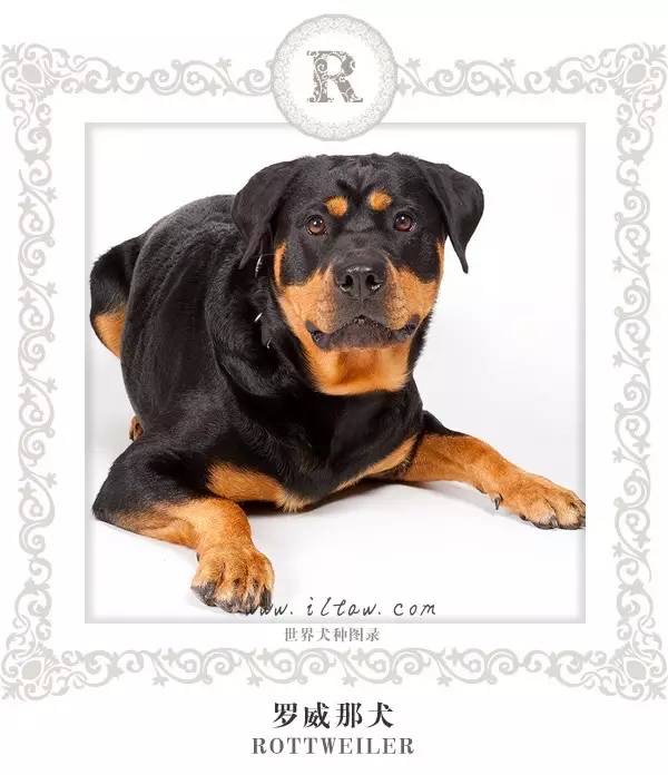 r 罗得西亚脊背犬 rhodesian ridgeback 体型: 大型犬 肩高: 61-69