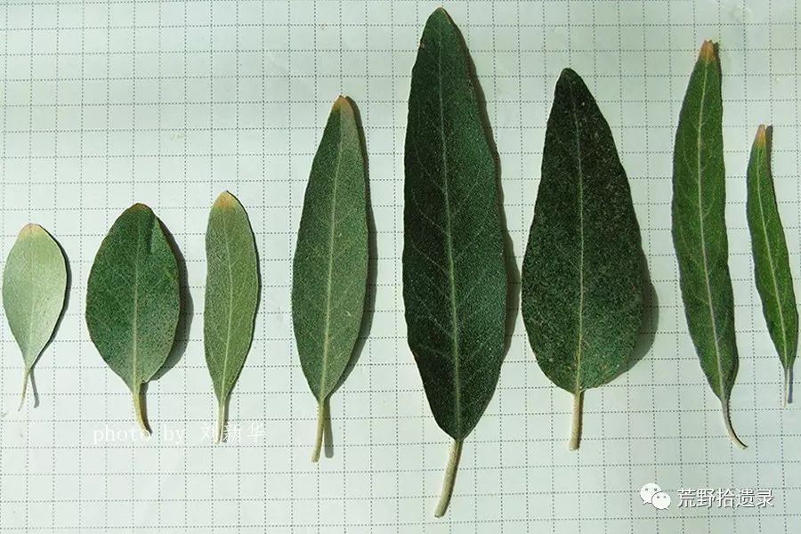 详尽的了解,沙枣elaeagnus angustifolia l.
