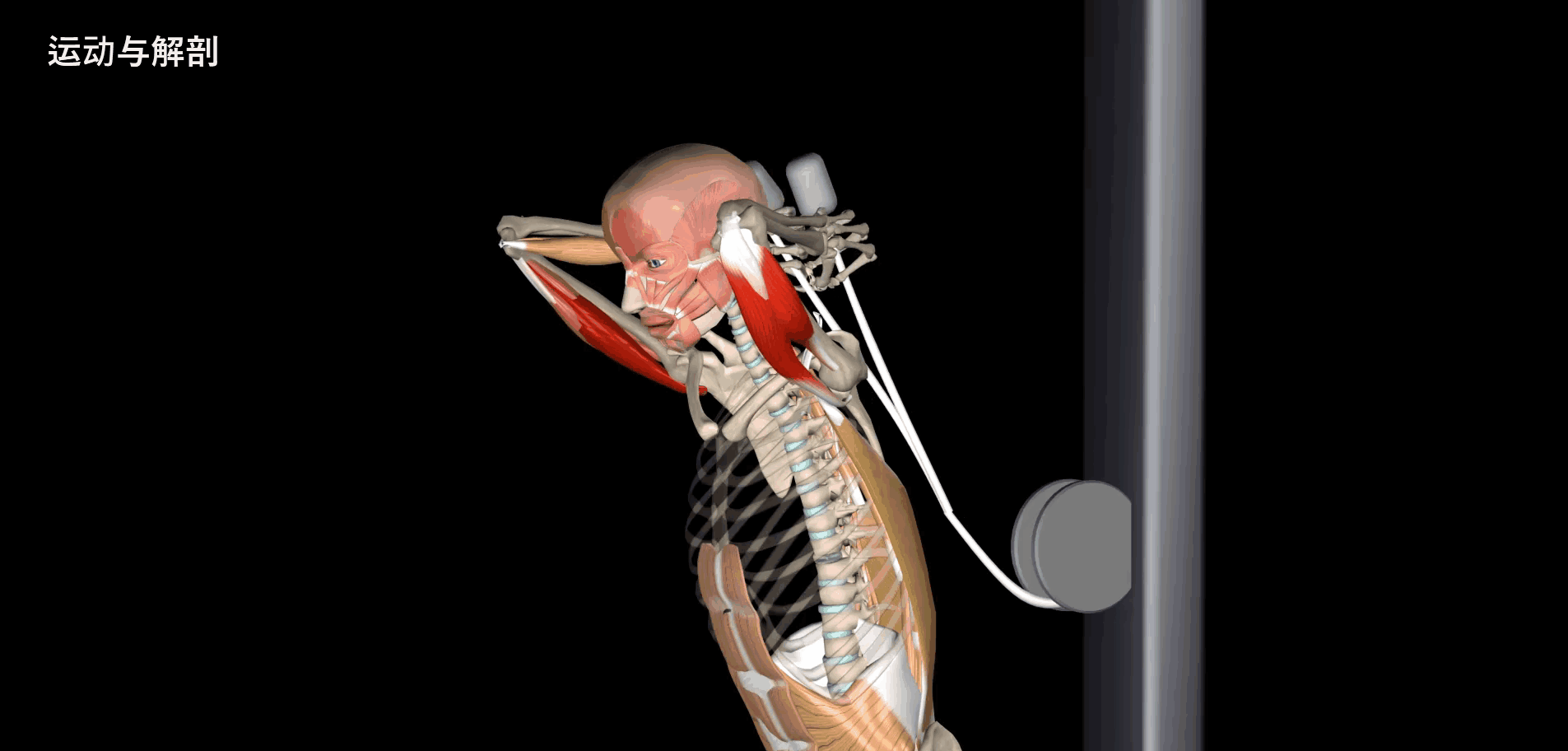 过头臂屈伸 目标肌肉:肱三头肌 主要姿势肌:背阔肌,腹部核心肌群 动作
