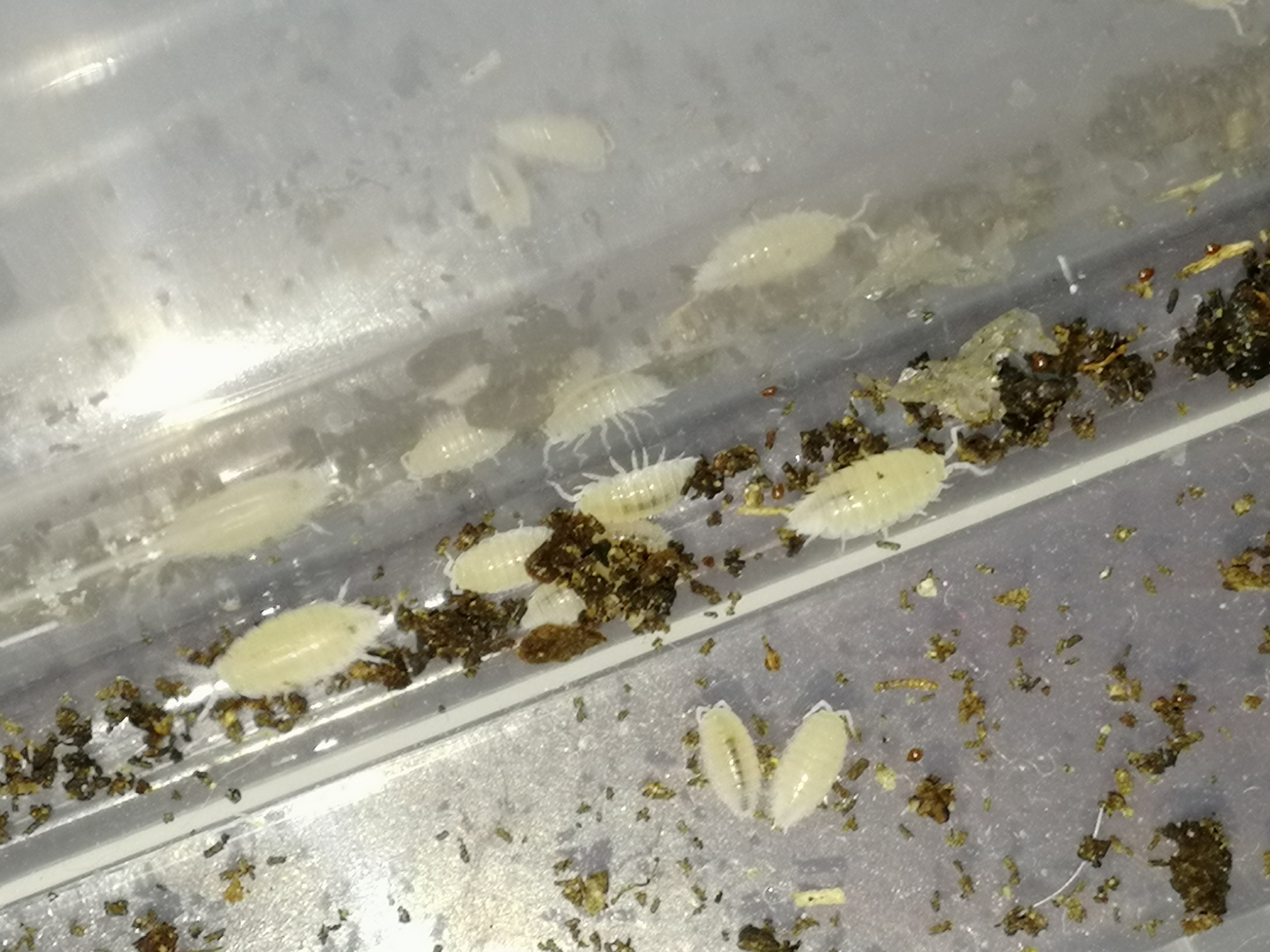 宠物鼠妇部分品种欣赏一